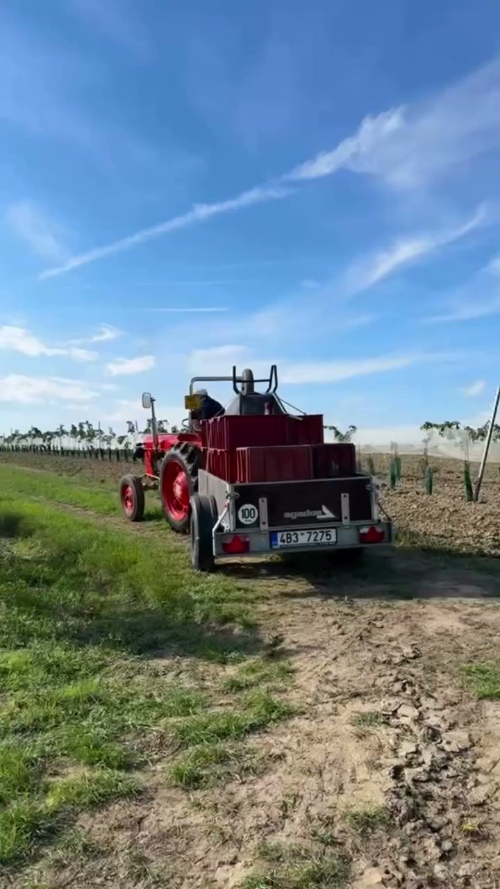 Červený traktor Zetor s vlekem na kraji vinice